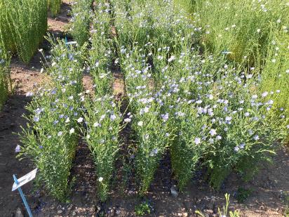 Click for 1 image(s) for this accession.